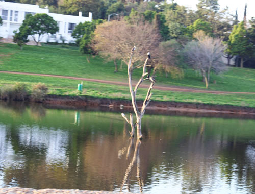 Tree and Dam